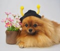 PomeranianÃ¢â¬â¹ wearÃ¢â¬â¹ fancy Ã¢â¬â¹dressÃ¢â¬â¹ Royalty Free Stock Photo